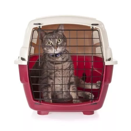katzentransportbox
