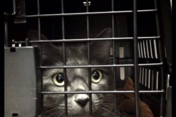 Flugreise mit der Katze – Tipps & Tricks