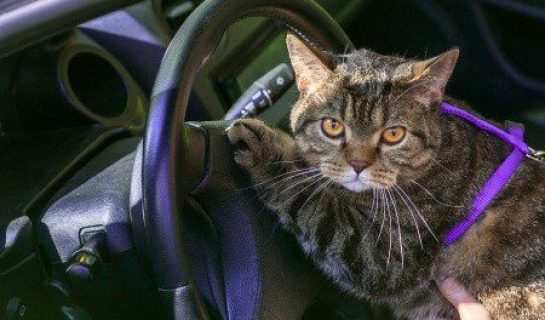 Mit der Katze auf Reisen – Tipps und Tricks