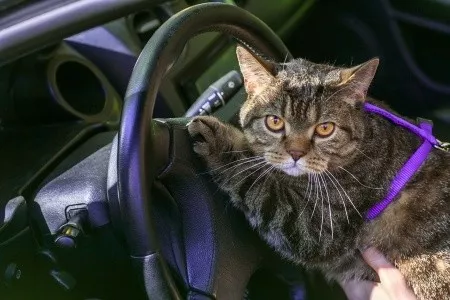 Katze im Auto transportieren - Bitte nur in speziell gesichertrer Katzenbox - Foto: otovlaskina / 123RF Stockfoto