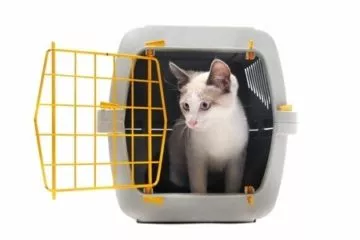 Katze an Transportbox gewöhnen