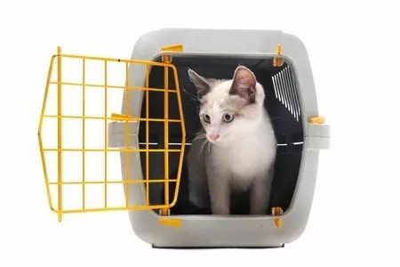 Wie eine Katze an Tranportbox gewöhnen?