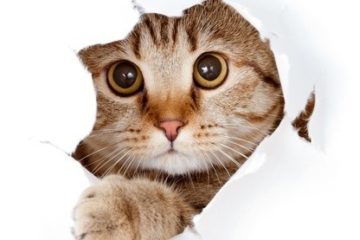 Das Verhalten der Katze
