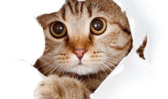 Das Verhalten der Katze