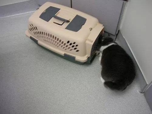 Musubi in the doctor's room by Chika Katze in die Katzenbox locken