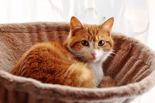 Katzenkorb mit Stoffüberzug