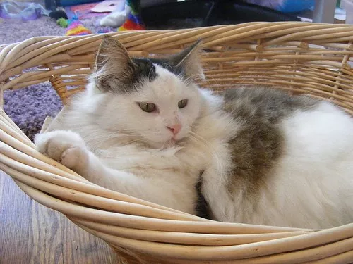 Weidenkörbchen für Katzen