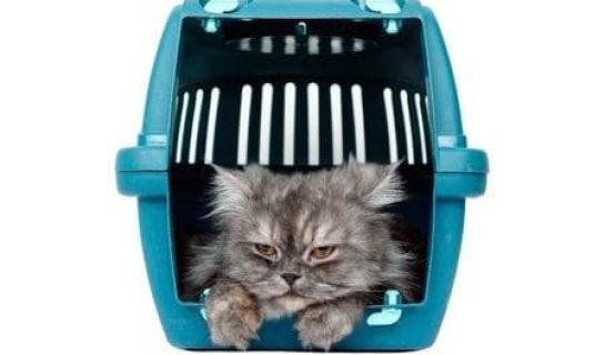 Wie bekomme ich meine Katze in die Transportbox