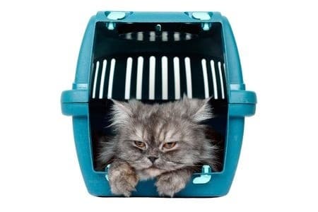 Katzen In Transportbox Locken