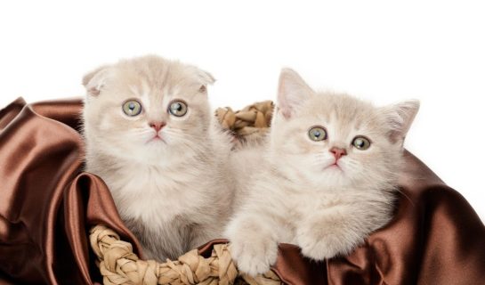 Das richtige Katzenkörbchen für die Katze mit Stil