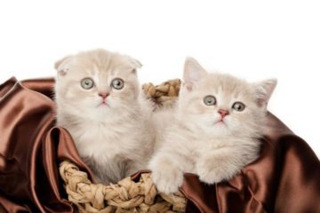 Das richtige Katzenkörbchen für die Katze mit Stil