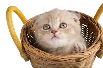 Wie gewöhne ich meine Katze an die Transportbox