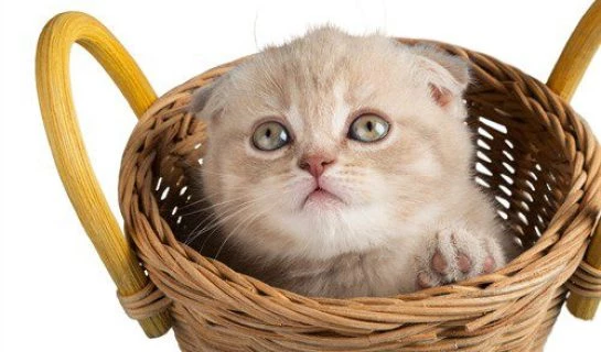Wie gewöhne ich meine Katze an die Transportbox
