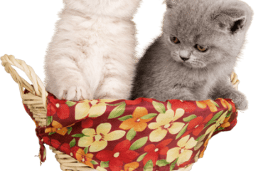 Wie groß soll ein Katzenkorb sein?