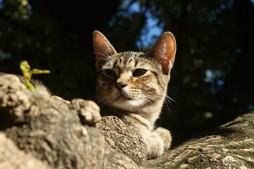 Genügend Pausen für die Katze auf einer langen Autofahrt