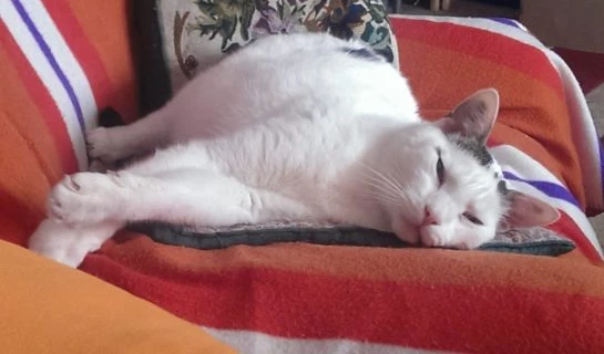 Beruhigungsmittel für Katzen