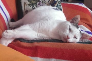 Beruhigungsmittel für Katzen