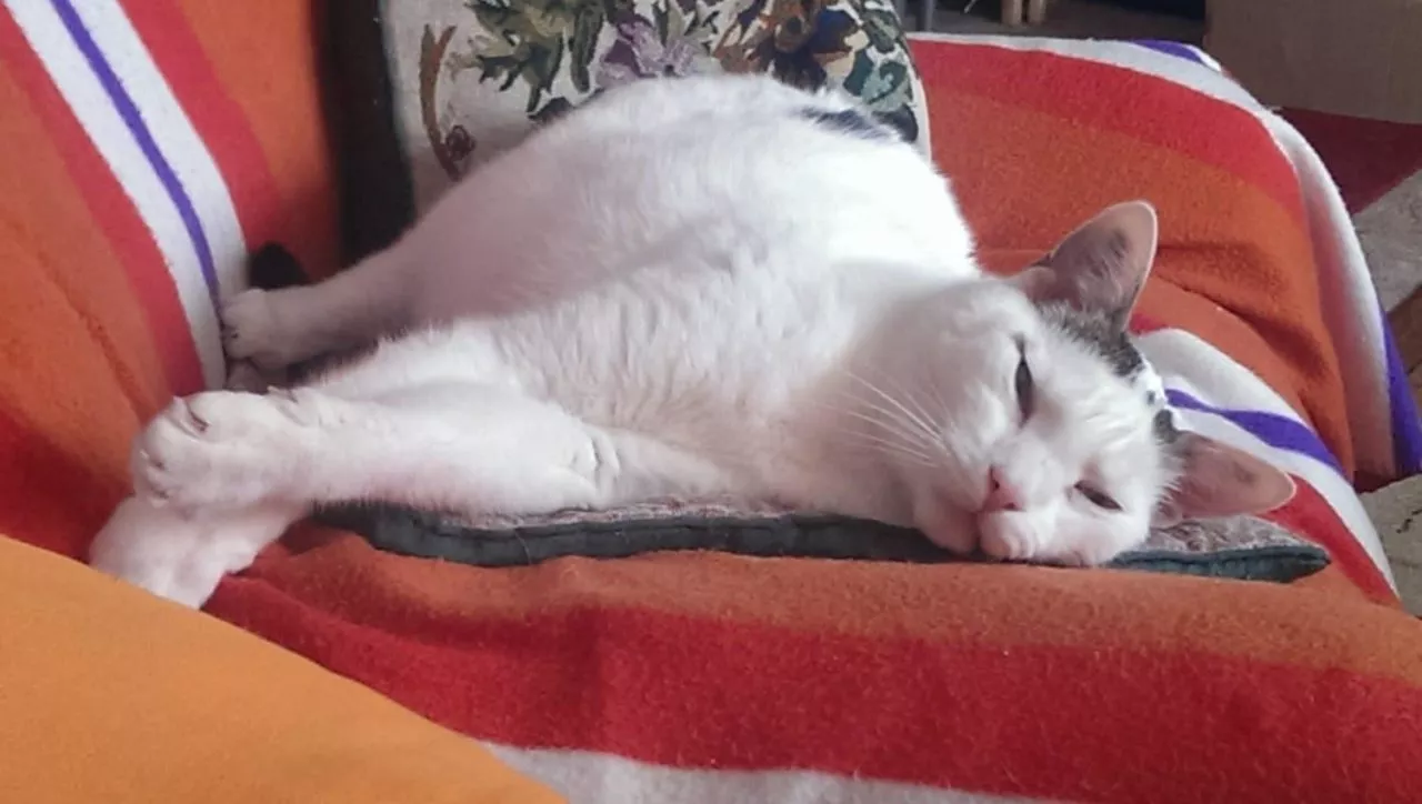 Katze relaxed im Sessel.