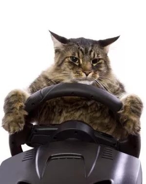 katze unterwegs
