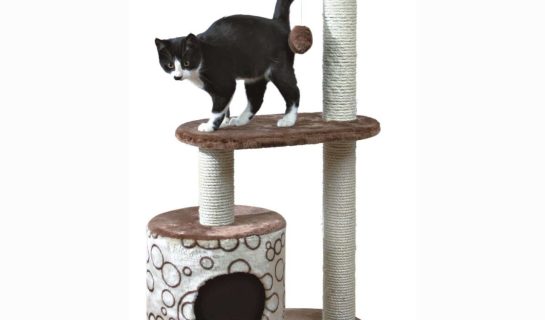 Warum sind Kratzbäume für die Katze so wichtig?