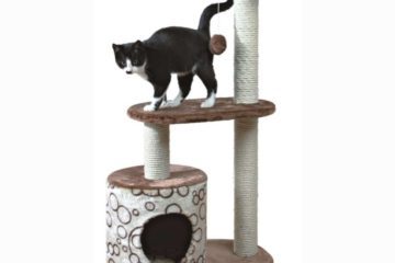 Warum sind Kratzbäume für die Katze so wichtig?