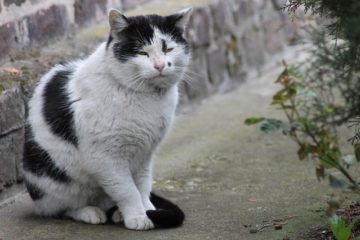 Katzen im hohen Alter – Tipps für eine artgerechte Haltung