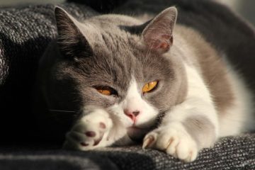 Katze alleine lassen – Sorgen Sie für Ihre Abwesenheit vor!