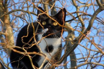 Katze entlaufen – Was tun?