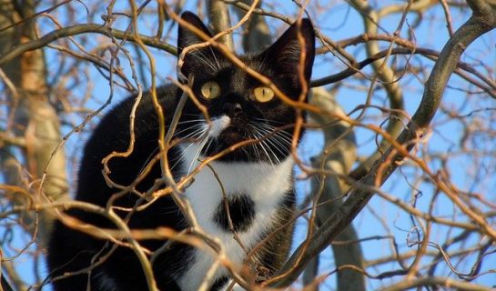 Katze entlaufen – Was tun?