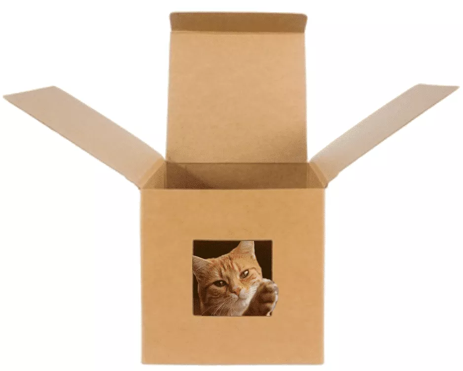 transportbox katze karton
