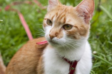 Katzengeschirr Mit Leine Katzengarnitur Für Katzen