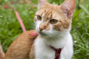 Katzengeschirr mit Leine – Sicher unterwegs mit Katze