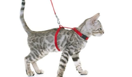 Katzenleine – Mit der Katze an der Leine