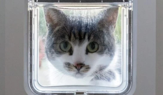Katzenklappe mit Chip – Freier Eintritt mit Mikrochip
