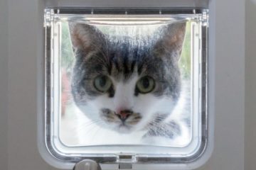 Katzenklappe mit Chip – Freier Eintritt mit Mikrochip