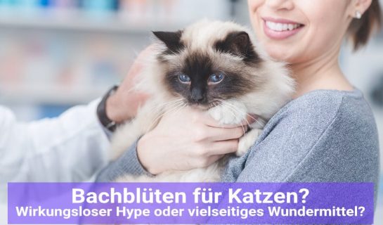 Bachblüten für Katzen und deren Wirkung