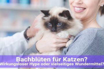 Bachblüten für Katzen und deren Wirkung