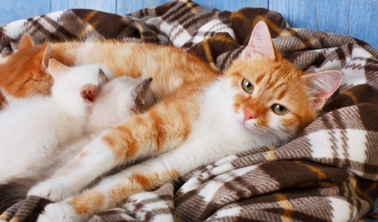 Wurfkiste für trächtige Katzen