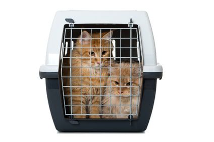 Katzen Transportbox Gross