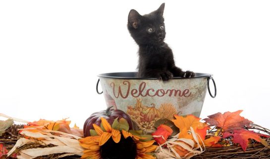 Erstausstattung für Katzen – Was brauche ich für eine neue Katze?