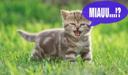 Katze miaut ständig – Mögliche Ursachen