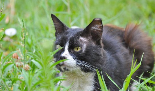 Freigang für Katzen – Auf was sollte man unbedingt achten?