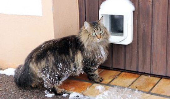 Wie gewöhne ich meine Katze an eine Katzenklappe?