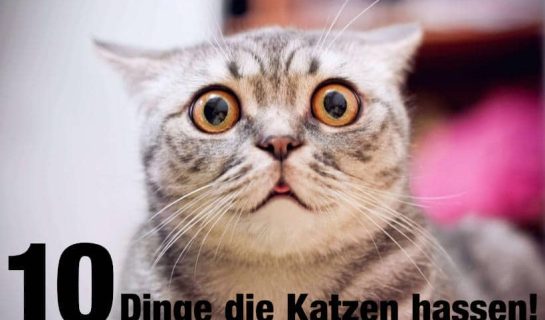 10 Dinge die unsere Katzen hassen