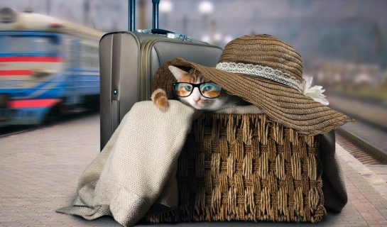 Transport von Katzen in Bus & Bahn – Alternative Transportbehältnisse