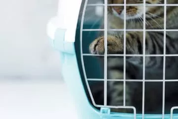 Katzentransportbox