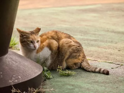 Katze Fundtier aufmnehmen