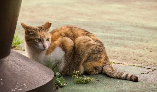 Katze zugelaufen? Was tun?