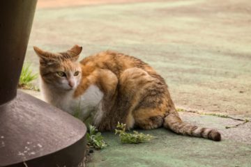 Katze zugelaufen? Was tun?