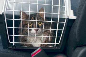 Reisekrankheit bei der Katze – Kinetose